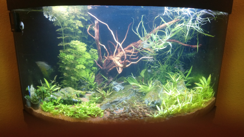 large freshwater tank
